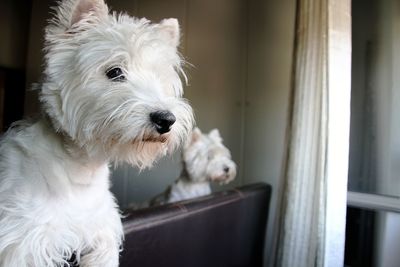 View of dog at home