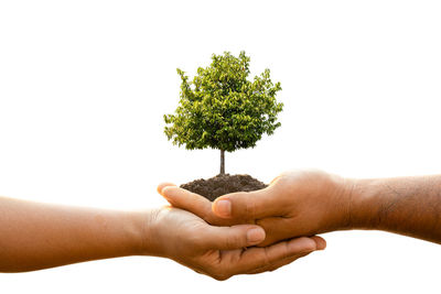 Cropped image of hand holding small plant against white background