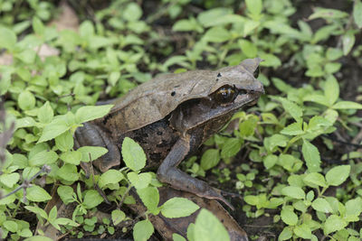 Close-up of a lizard on a land