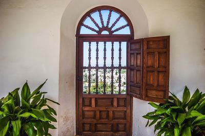 Close-up of plant against window