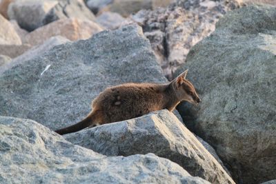 Side view of  wallaby on rock