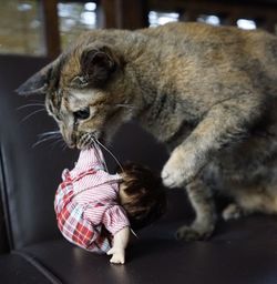 Close-up of cat looking away at home