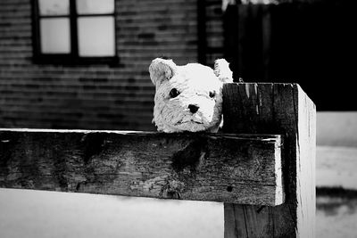 Close-up of abandoned stuffed toy on fence