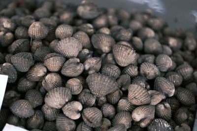 Cockles or scallop fresh raw shellfish, cockle shells for sale in market