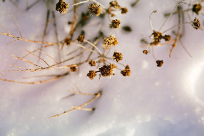 Close-up of branches in snow