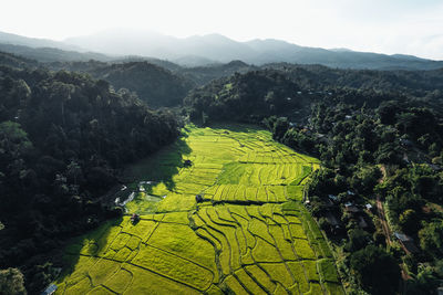Landscape paddy rice field in asia