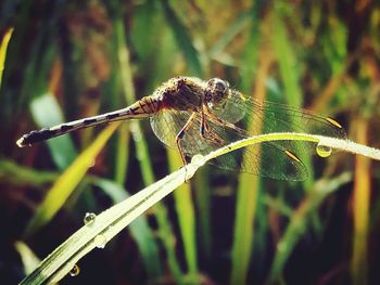 Close-up of spider on web