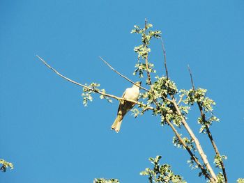 Low angle view of bird flying against clear blue sky