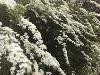 Close-up of fresh green plants