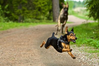 Dog on field