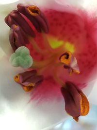 Close-up of pink flower