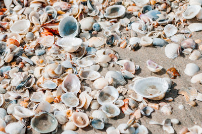 High angle view of shells on beach