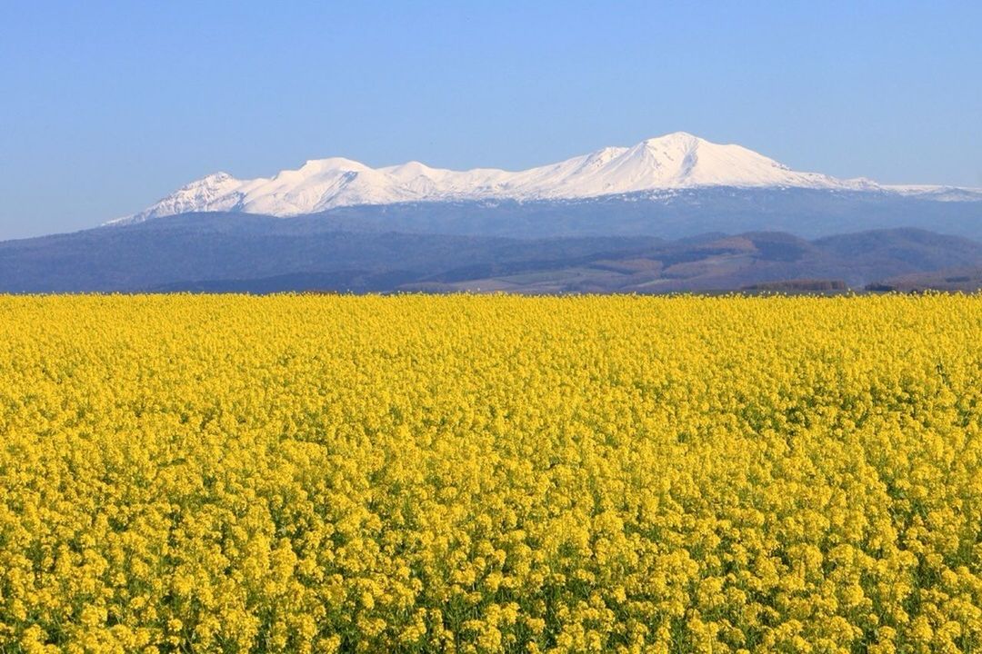 mountain, yellow, beauty in nature, flower, landscape, tranquil scene, scenics, mountain range, tranquility, season, nature, snow, winter, field, cold temperature, growth, rural scene, clear sky, freshness, sky