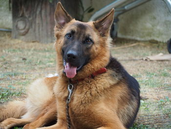 Portrait of dog sitting on field