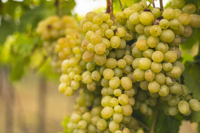 Close-up of grapes growing in vineyard