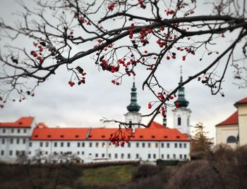 Low angle view of flowering tree by buildings against sky