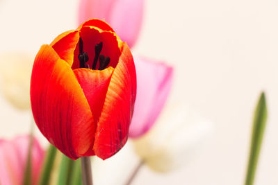 Close-up of red tulip