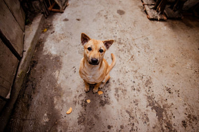 Portrait of dog sitting on floor in city