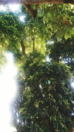 Low angle view of tree against sky