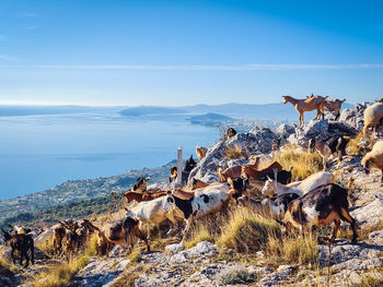 Scenic view of goat herd against sky