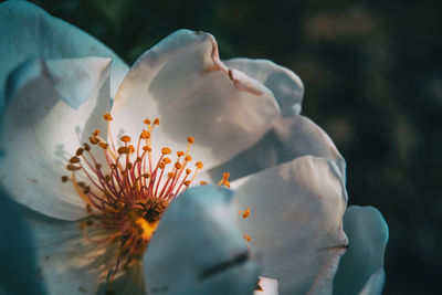 Close-up of white flowering plant