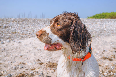 Side view of a dog looking away