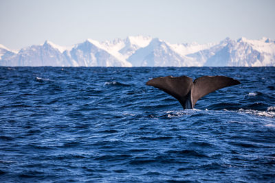 Whale in sea against snowcapped mountains