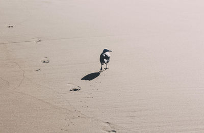 High angle view of dog on beach