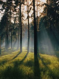 Sunlight streaming through trees in forest