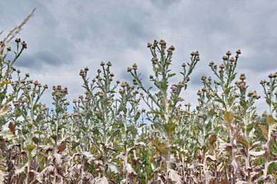 Close-up of flowering plants on field against sky