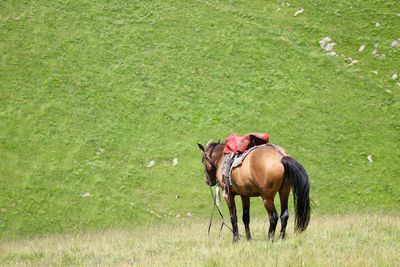 Horses in a field