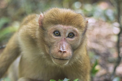 Close-up of monkey