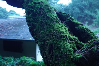 Close-up of moss growing on tree trunk