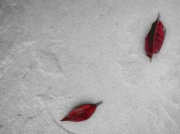 Close-up of red flower on white wall