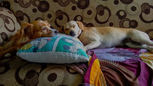 Dog sleeping on bed at home