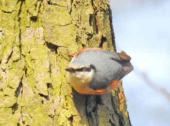 Close-up of bird perching on tree trunk