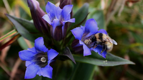 Close-up of blue flower blooming outdoors