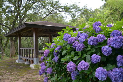 Purple flowering plants in park