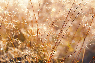 Close-up of plants