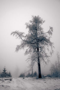 Trees on snow covered landscape against clear sky