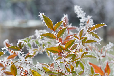 Frost on the green and red leaves of the nandina plant