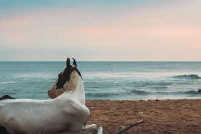 Close-up of dog on beach against sky during sunset