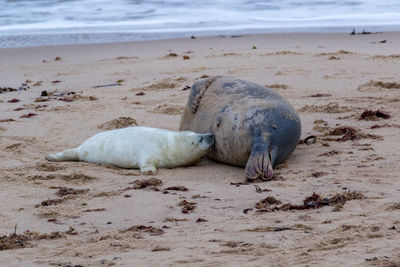 Sheep sleeping on beach