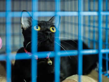 Close-up of cat in cage