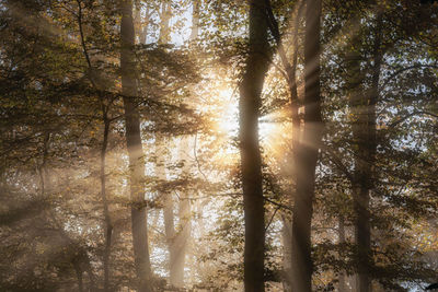 Sunlight streaming through trees in forest