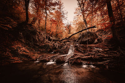 Trees growing in forest