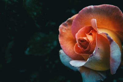 Close-up of rose against blurred background