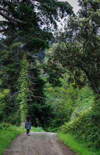 Man walking on road amidst trees in forest