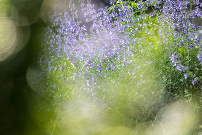 Close-up of purple flowering plant