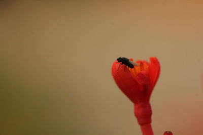 Close-up of ladybug on orange flower